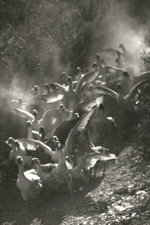 autor foto: Ernö Vadas, 1934 (vystavovaný umělec a pravděpodobně se jedná o dílo „Husy“ ze seznamu)